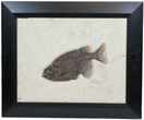 Phareodus Fossil Fish From Wyoming - Elegantly Framed #78134-1